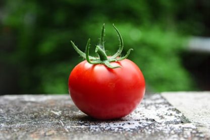 Tomate cœur de bœuf